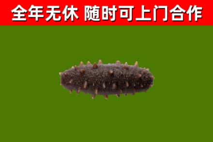 佳木斯烟酒回收干海参.jpg